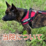 犬の画像です。
クリックすると当院についてのページにジャンプします。